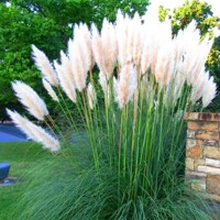 Tráva pampová Cortaderia White