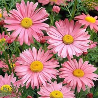 Leucanthemum Robinsons Rose