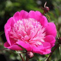 Pivonky Madame Emile Debatene