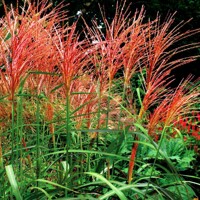 Okrasná tráva Purpurascens