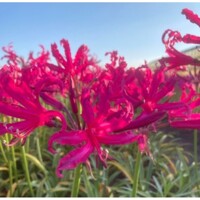 Nerine Mr Nick