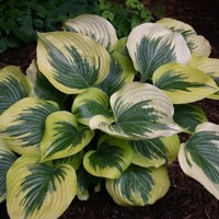 Hosta Broadway