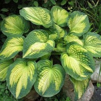 Hosta Alligator Alley