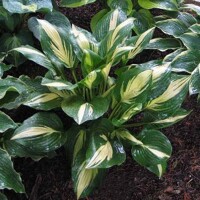 Hosta American Sweethearth