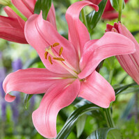 Lalia Indian Summerset