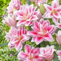 Lalia plná Roselily Mikaela