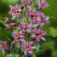 Tricyrtis Dark Beauty
