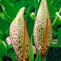 Áron Cornutum