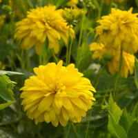 Echinacea Goldquelle