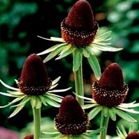Rudbekia Black Beauty