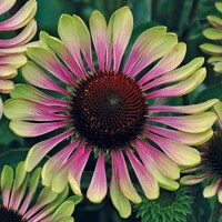 Echinacea Green Twister