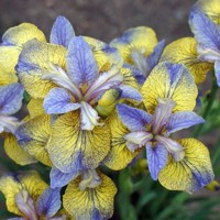 Iris Sibirica Tipped In Blue