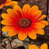 Heliopsis Orange Marble