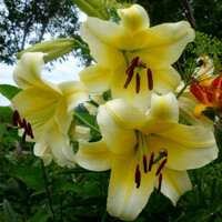 Lalia stromová Manisa