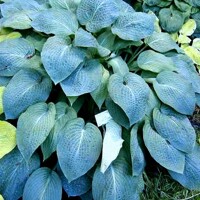 Hosta Weaton Blue