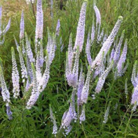 Veronica White Jolanda