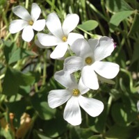 Oxalis White Spider 1ks