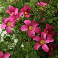 Oxalis Hirta Gothenburg 1ks