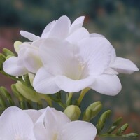 Frezia Single White - 10 ks v balení