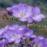 Frezia Single Blue - 10 ks v balení