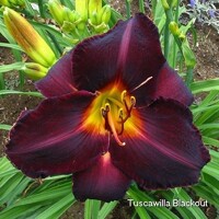 Laliovka Tuscawilla Blackout