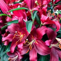 Lalia stromová Redford