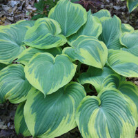 Hosta Earth Angel