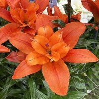 Lalia plná Forehand