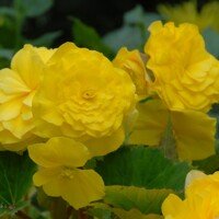 Begonia Superba Yellow