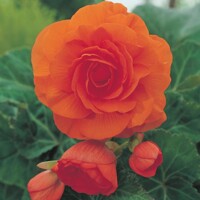 Begonia Superba Orange