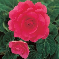 Begonia Double Pink