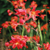 Crocosmia Princess - 5 ks v balení