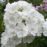 Flox White