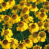 Helenium Helena Gold