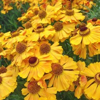 Helenium The Bishop