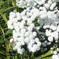 Achillea The Pearl