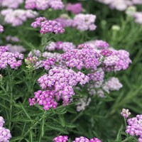 Achillea Lilac Beauty