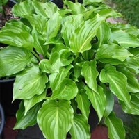Hosta Invincible
