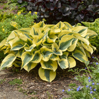 Hosta Autumn Frost