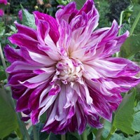 Dahlia Explosion Purple