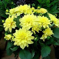 Dahlia nízka Gallery Cezanne