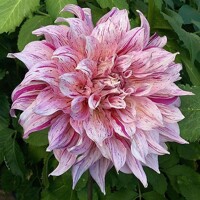 Dahlia Maki