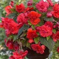 Begonia Superba Red