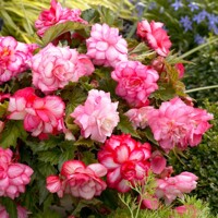 Begonia Balcony Pink