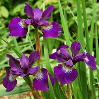 Iris Sibirica Purple