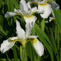 Iris Sibirica White