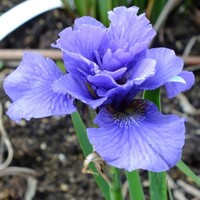 Iris Sibirica Blue