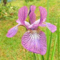 Iris Sibirica Rose