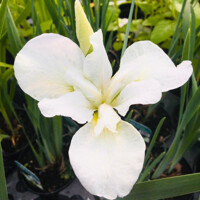 Iris Sibirica Gulls Wing