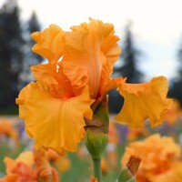 Iris veľkokvetý Orange